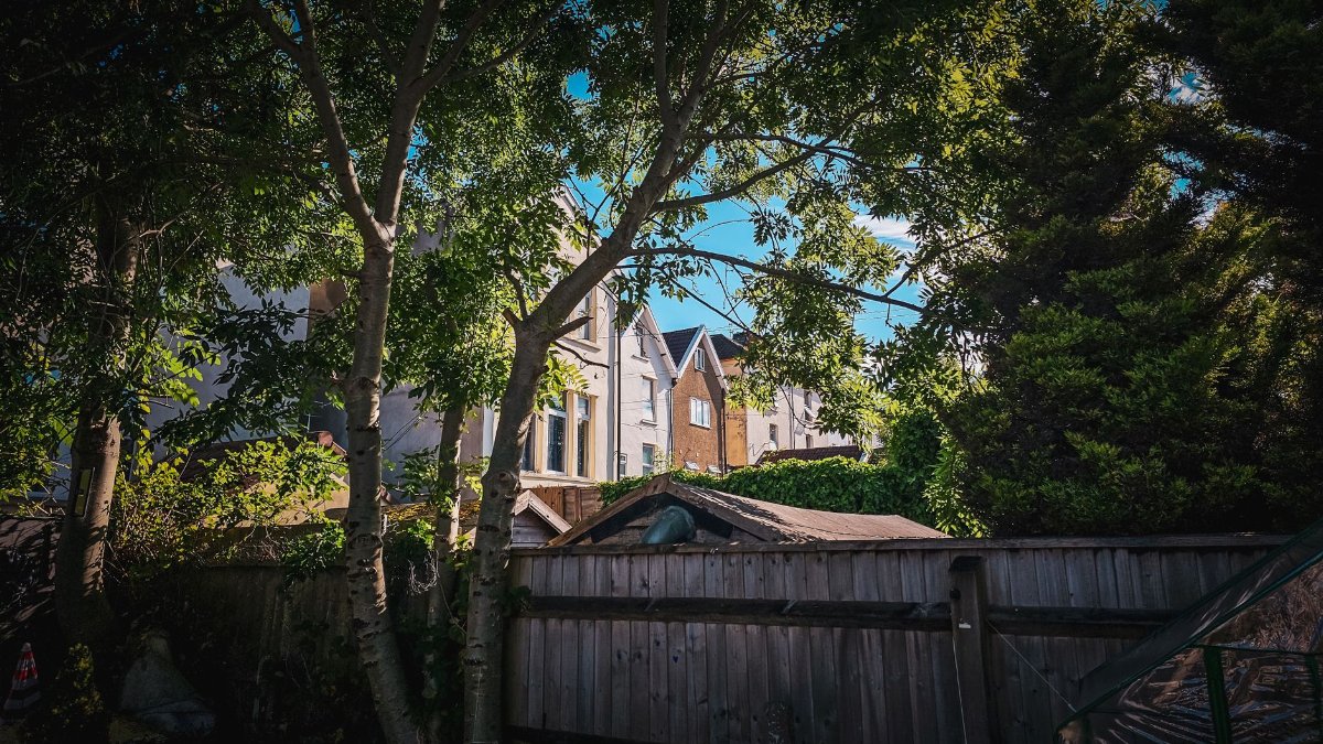 A tranquil urban backyard setting with trees providing natural shade on a sunny day.